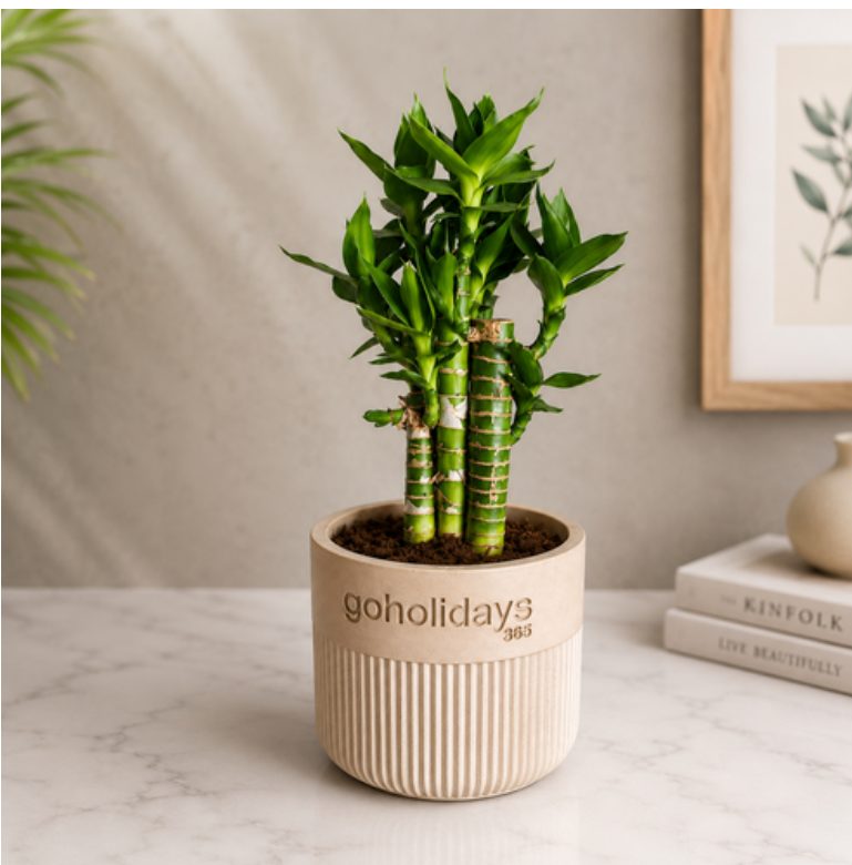 Dense Vertical Ribbed (CPL004) - Sustainable Planters corporate gift